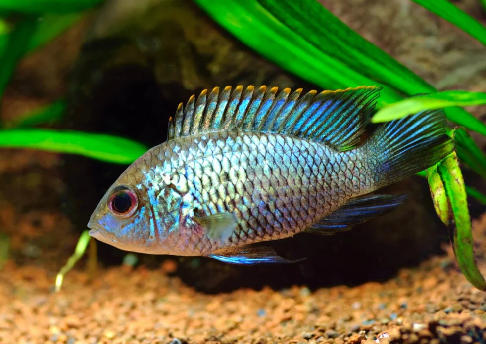 Neon Acara
